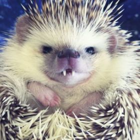 Mr_Hedgehog