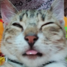 ucanspagettii