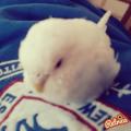 cansu22__