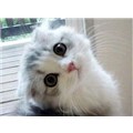 puffffffy