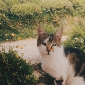 Peksi