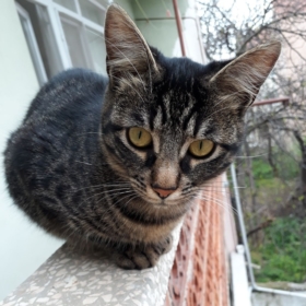 baharısevmelisin