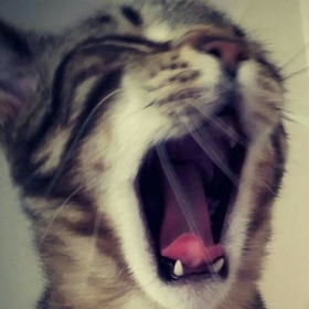 bllbll