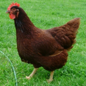 Tavukyürekliadam