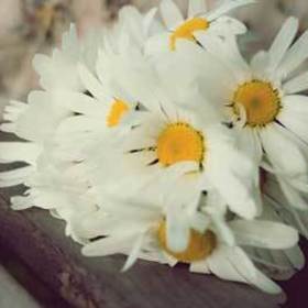 daisyseason
