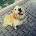Buriy