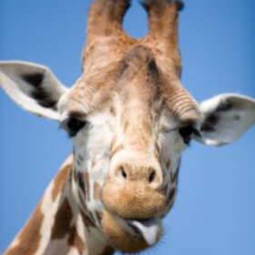 CuteGiraffe