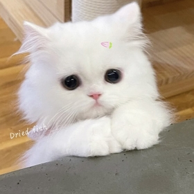 jeonaa
