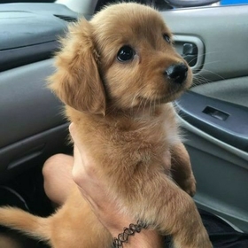 Köpekaşığı