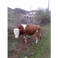 kazmaca