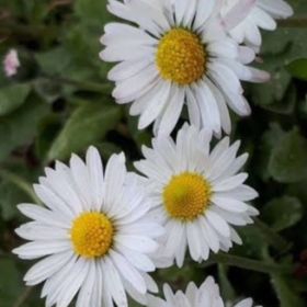 Papatya5858