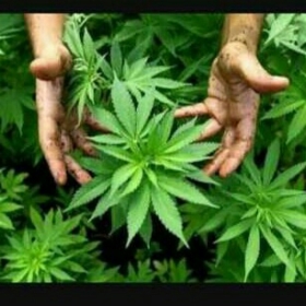 marijuanast