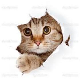 CrazyCatts