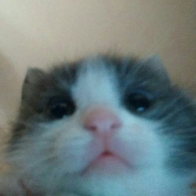 chiryuchan