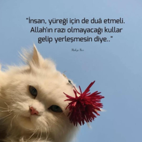 penaberil
