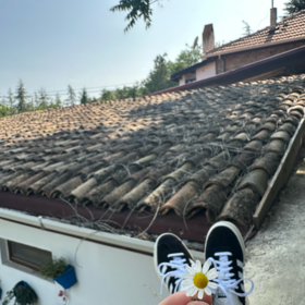 çalikuşu92