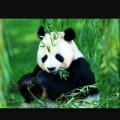 lady_moo