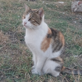 hayatzor90
