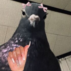 ɢᴀʀɪᴘɢüᴠᴇʀᴄɪɴ