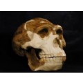 HomoErectus