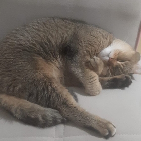 Kedisi_Olan_Kiz096