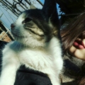Limon19