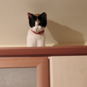 Bumbleemee