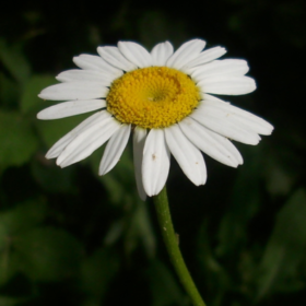 dorukwh
