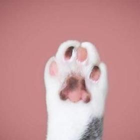 Paticiii