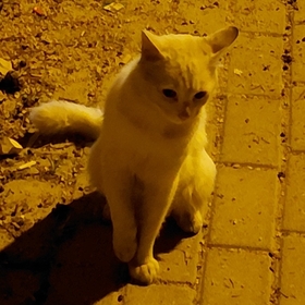 azzr0a