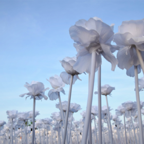 skyrose