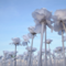 skyrose
