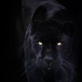 blackjaguar