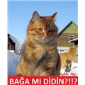kedicikli