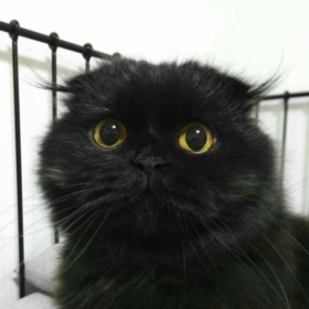 tefeci