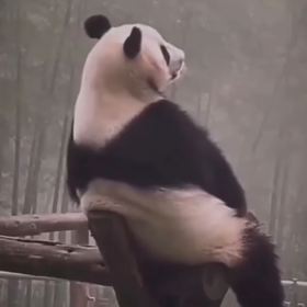 YorgunPanda0
