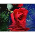 tolgan_07