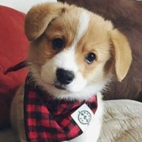 Shazenger