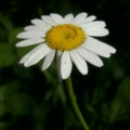 Flukadın