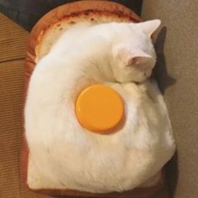 yumurtamsı
