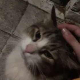 Meralimmmm