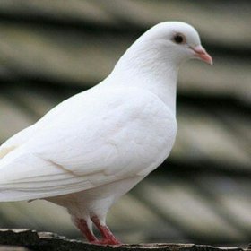 ArcticDuck