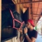 HorseTrainer