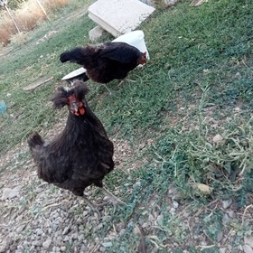 Hasanwensor