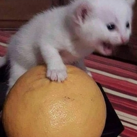aligderler