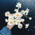 Daissy