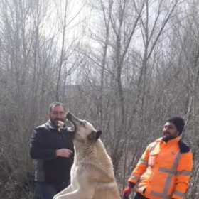 Caner71