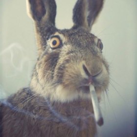 MrsScorpion