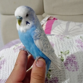 lCyberl
