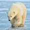 SnowBear